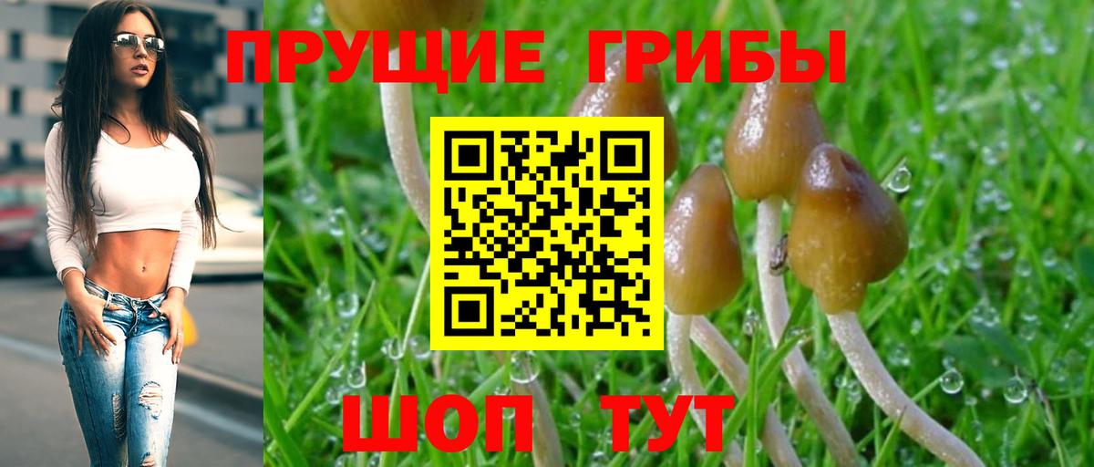 Златоуст  Галлюциногенные грибы Psilocybine cubensis  Вход с VPN 